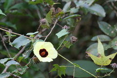 Hibiscus surattensis